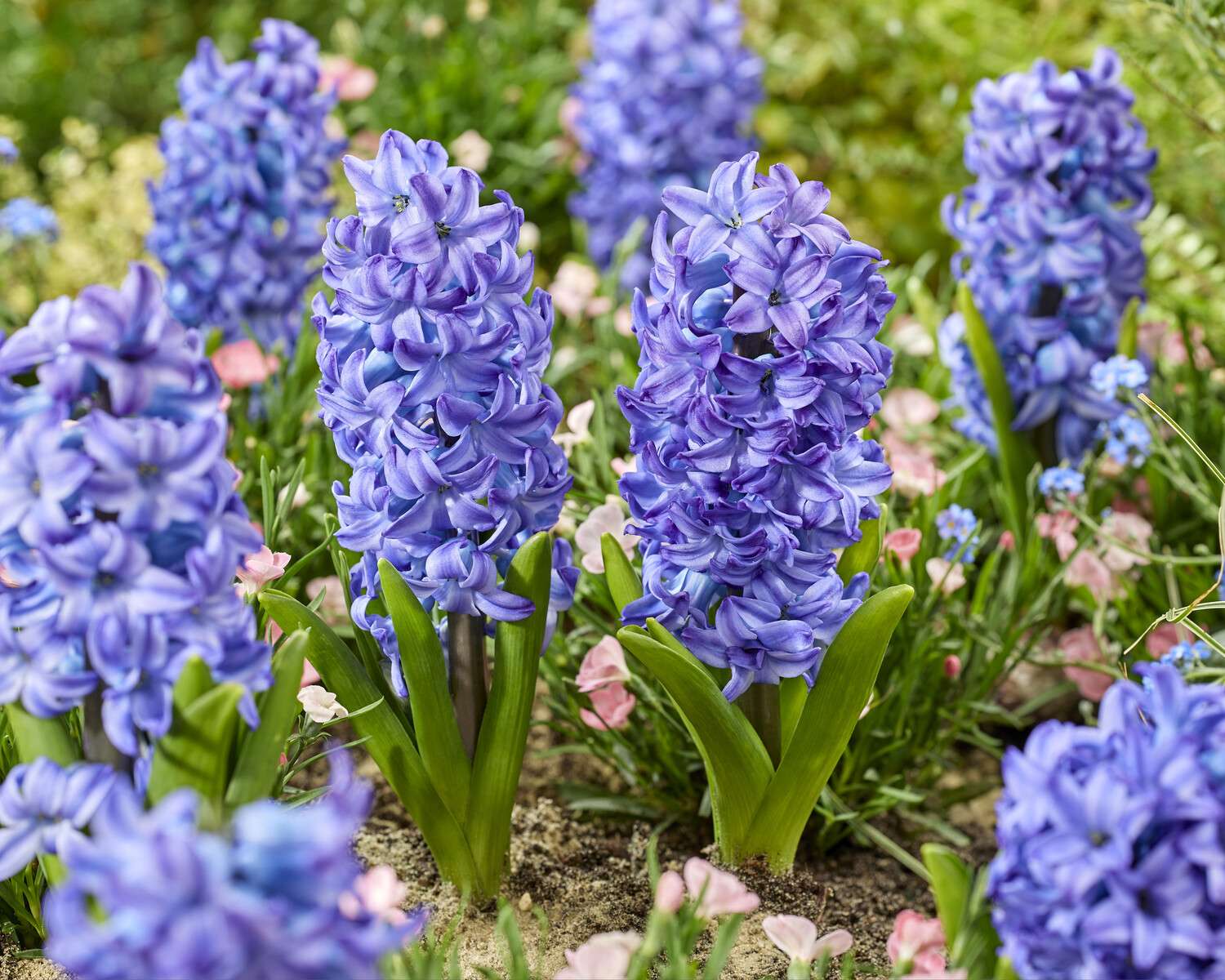 Hyazinthe 'Aqua'